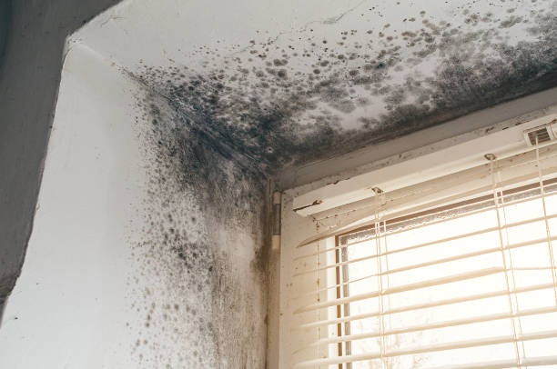 Affordable Basement Mold Removal solutions in Chanhassen, MN